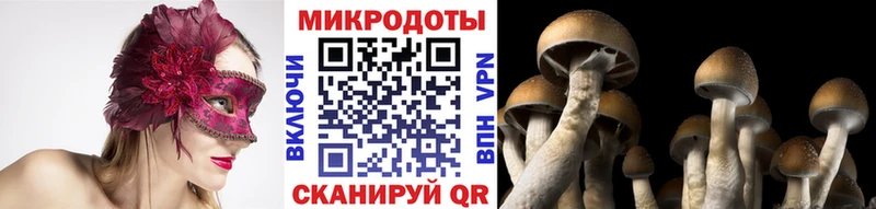 Псилоцибиновые грибы Psilocybine cubensis  Купить где  Черноголовка 